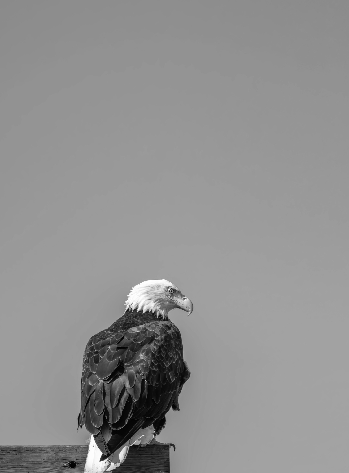 Untitled_design_20.png